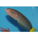 Anampses meleagrides - Yellow Tail Wrasse / Spotted Wrasse