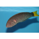 Anampses meleagrides - Yellow Tail Wrasse / Spotted Wrasse