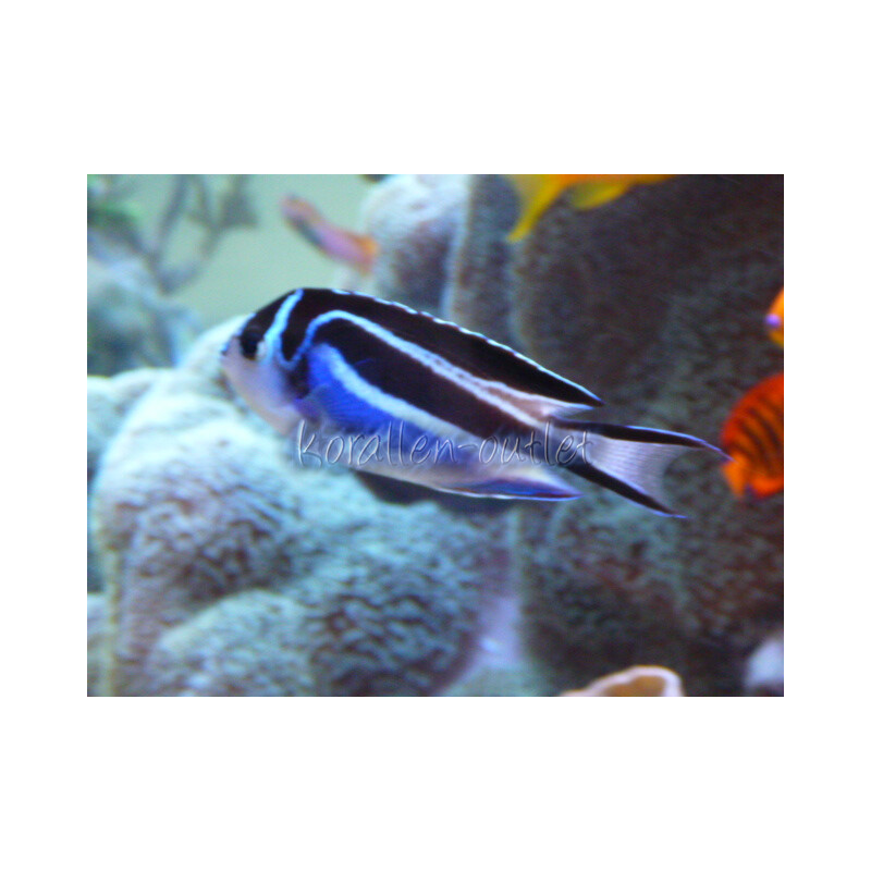 Genicanthus bellus - Pracht-Lyrakaiserfisch