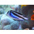 Genicanthus bellus - Ornate angelfish