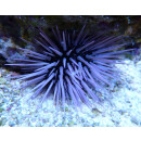 Echinometra mathaei - Rock-boring Urchin