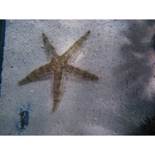 Archaster angulatus - Sand Sea Star