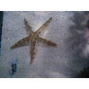 Archaster angulatus - Sand Sea Star