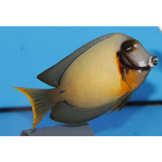Acanthurus pyroferus - Schokoladen Doktorfisch...