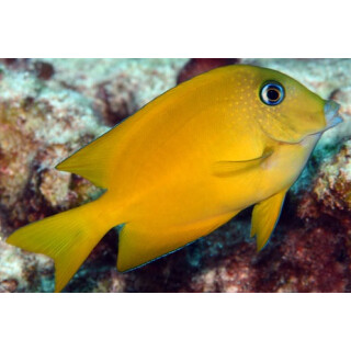 Ctenochaetus cyanocheilus - Blaulippen Borstenzahndoktor juvenil