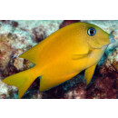 Ctenochaetus cyanocheilus - Blaulippen Borstenzahndoktor...