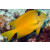 Ctenochaetus cyanocheilus - Blaulippen Borstenzahndoktor juvenil