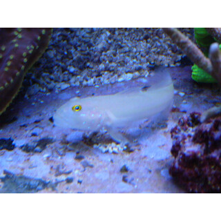 Valenciennea sexguttata - Sixspot goby / Six-spot sleeper...