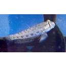 Gnatholepis cauerensis - Augenstreifen-Grundel