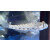 Gnatholepis cauerensis - Eyebar Goby, Eye-bar Sand-goby