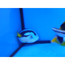 Paracanthurus hepatus - Paletten Doktorfisch XS (Gelbbauch) ca.1,5-3,0cm