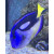 Paracanthurus hepatus - Paletten Doktorfisch XS (Gelbbauch) ca.1,5-3,0cm