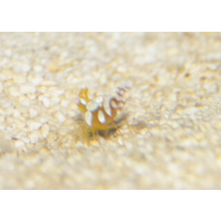 Thor amboinensis - Squat anemone shrimp