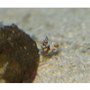 Thor amboinensis - Squat anemone shrimp