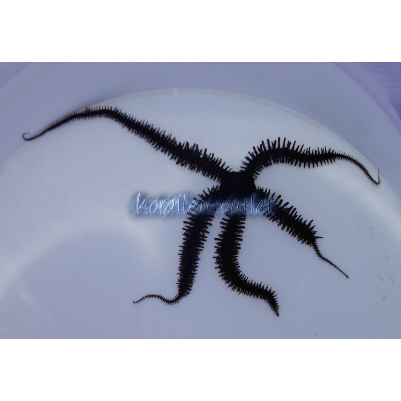 Ophiocoma erinaceus - schwarzer Schlangenstern