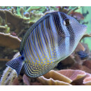 Zebrasoma desjardinii - Red Sea Sailfin Tang
