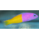 Pictichromis paccagnellae - Royal dottyback