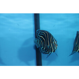 Pomacanthus semicirculatus - Semicircle angelfish