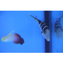 Canthigaster valentini - Spitzkopfkugelfisch