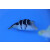 Canthigaster valentini - Spitzkopfkugelfisch