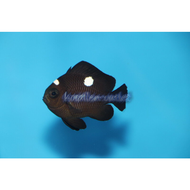 Dascyllus trimaculatus - Dreipunkt-Preussenfisch