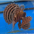 Dendrochirus brachypterus - Kurzflossen Zwergfeuerfisch S