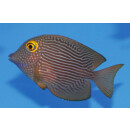 Ctenochaetus strigosus - Spotted surgeonfish / Cole tang  (Hawaii)