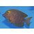 Ctenochaetus strigosus - Spotted surgeonfish / Cole tang  (Hawaii)