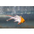 Bodianus anthioides - Lyre-tail hogfish / Lyretail hogfish
