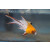 Bodianus anthioides - Lyre-tail hogfish / Lyretail hogfish