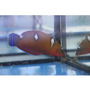 Coris gaimard - African clown wrasse, African coris,...