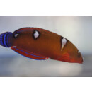 Coris gaimard - African clown wrasse, African coris,...