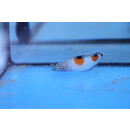 Coris aygula - Spiegelfleck-Lippfisch juvenile/in Umf&auml;rbung