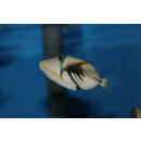 Rhinecanthus aculeatus - Blackbar triggerfish