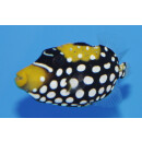 Balistoides conspicillum - Clown triggerfish