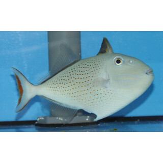 Xanthichthys ringens - Sargassum triggerfish 