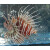 Pterois antennata - Broadbarred firefish