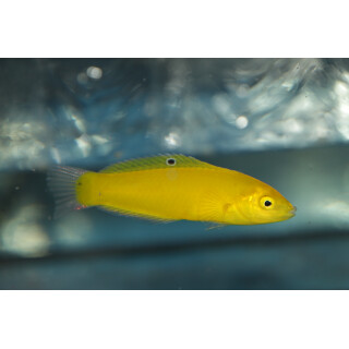 Halichoeres chrysus - Kanarien-Lippfisch M/L