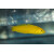 Halichoeres chrysus - Kanarien-Lippfisch M/L