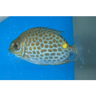 Siganus guttatus - Goldlined Spinefoot, Golden Rabbitfish