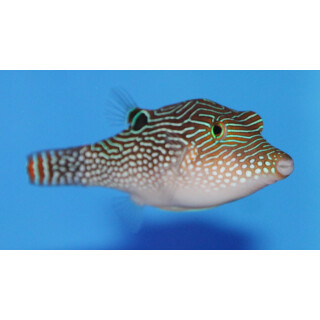 Canthigaster solandri - Augenfleck-Spitzkopf-Kugelfisch
