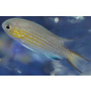 Pycnochromis cf. Chromis vanderbilti - Blaugelbes Schwalbenschw&auml;nzchen