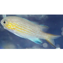 Pycnochromis cf. Chromis vanderbilti - Blaugelbes Schwalbenschw&auml;nzchen