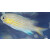 Pycnochromis cf. Chromis vanderbilti - Blaugelbes Schwalbenschwänzchen