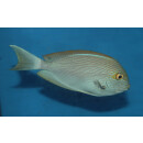 Acanthurus mata - Elongate surgeonfish