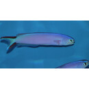 Hoplolatilus purpureus - Purple sand tilefish