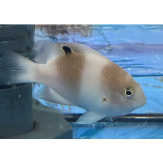 Dischistodus perspicillatus - White damsel