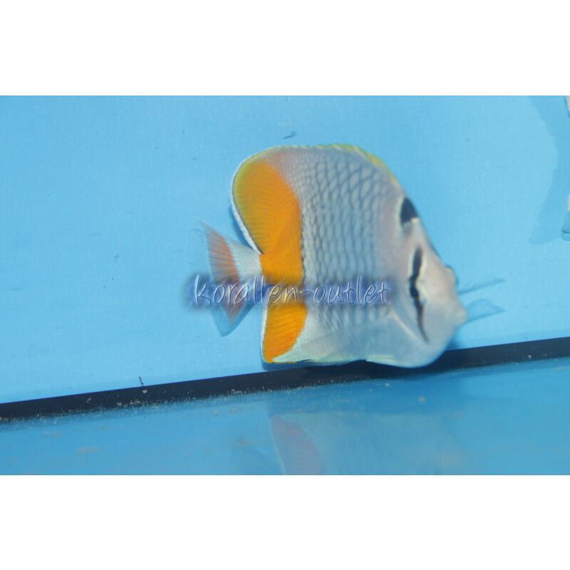 Chaetodon xanthurus - Gitter-Orangenfalterfisch ML