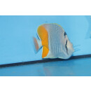 Chaetodon xanthurus - Pearlscale butterflyfish