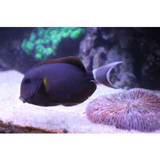 Acanthurus nigricauda - Epaulette surgeonfish